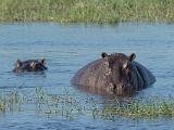 Africa 240 : Africa, Animal, Botswana, Hippopotamus, Mammal, Mombo, Okavango